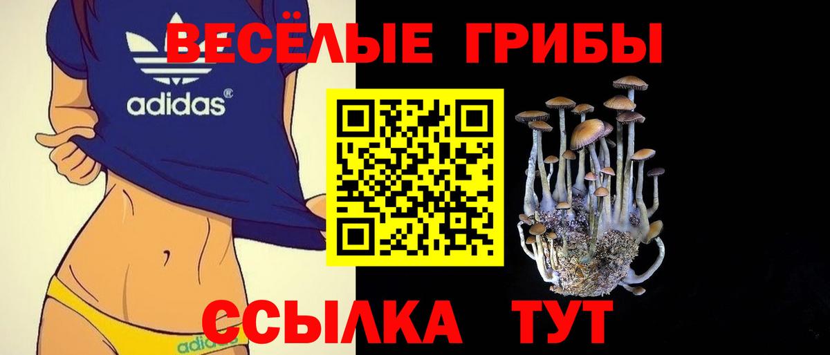 Гай  Псилоцибиновые грибы Psilocybine cubensis  Вход с VPN 
